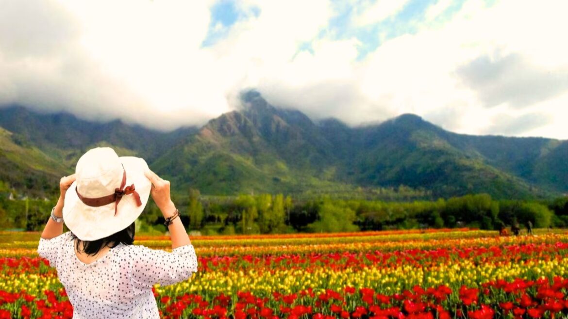 Srinagar Tulip Garden is now all open to the Public